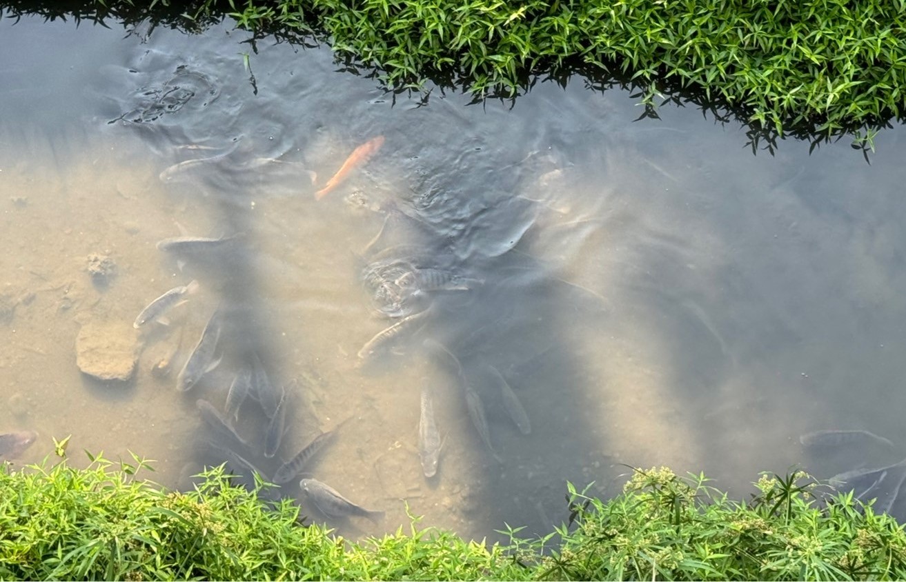  瓦磘溝礫間放流口旁的魚群洄游於清澈水質中